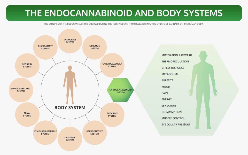 The Endocannabinoid System in our Body and how Medical Marijuana interacts with it