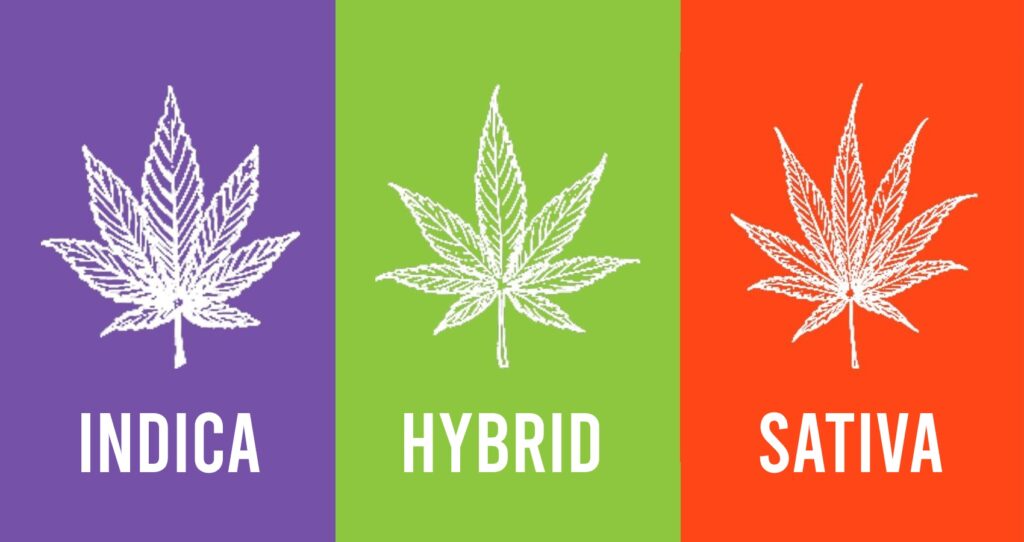 Indica, Sativa or Hybrid? Which one is right for you?